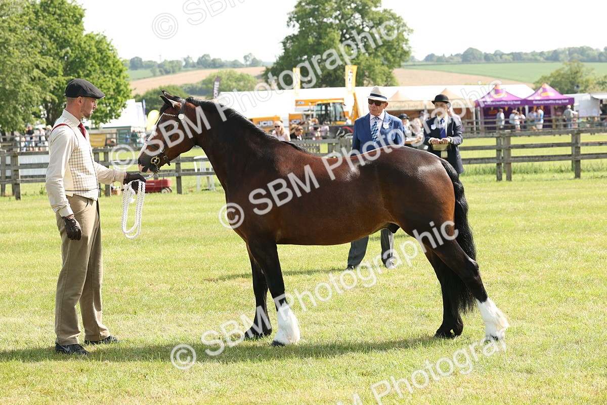 SBM_02151 - Class 6-13 - Mountatin and Moorland In Hand Welsh Breeds