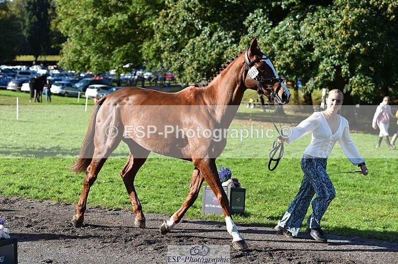 231022-111510-23835 - 564-JANA.DE.CAVAIGNAC-Rosie.Kendall-TrotUp+SJ