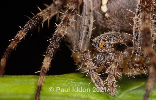 Spiders Eyes - Macro
