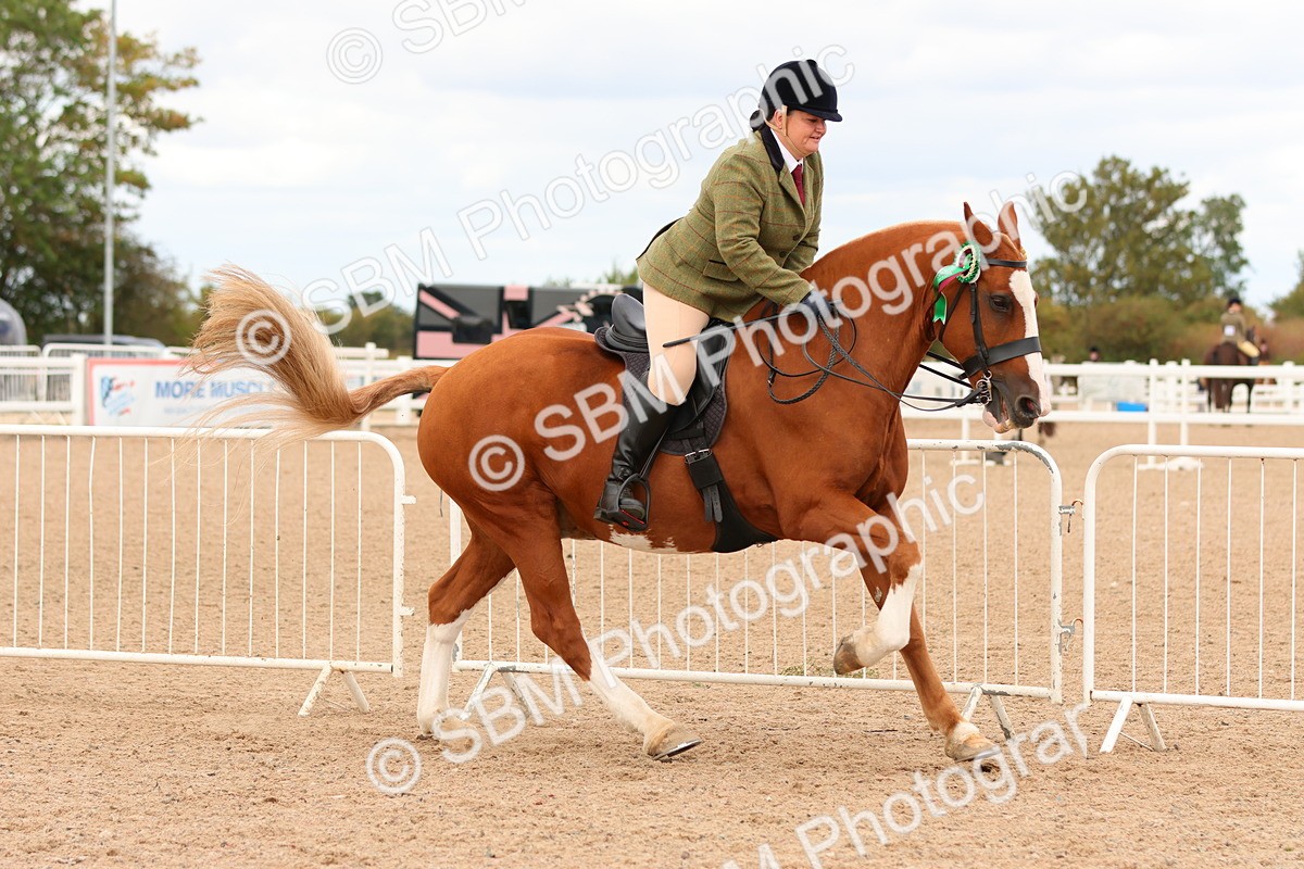 SBM_15629 - Class 214 - Ridden Show Cob