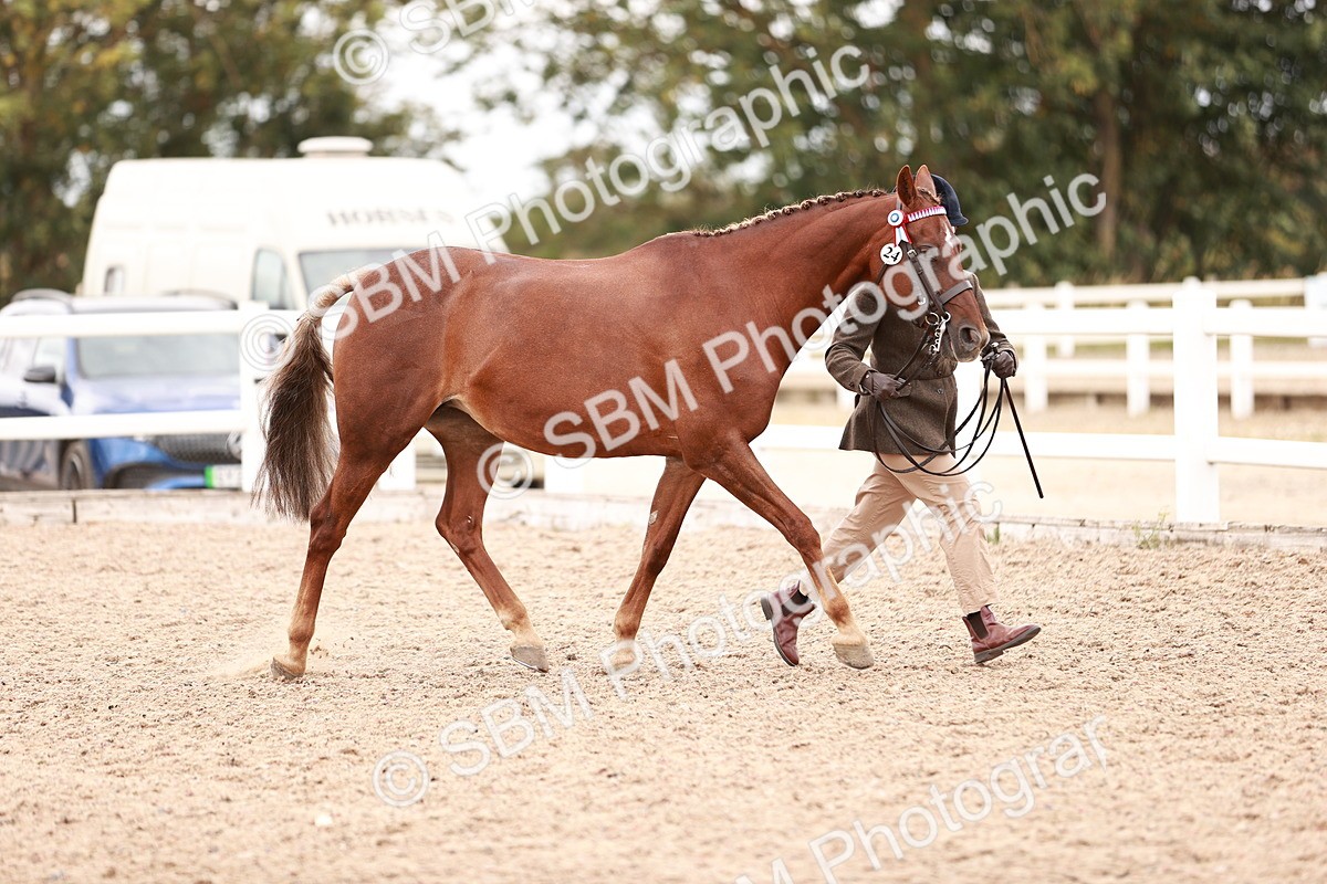 SBM_16919 - Class 415 - Horse-Pony Judge would most like to take home