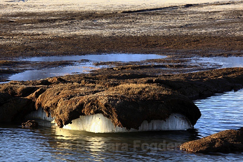 Permafrost pushing the soil up in Adventdalen 2035 - Summer time