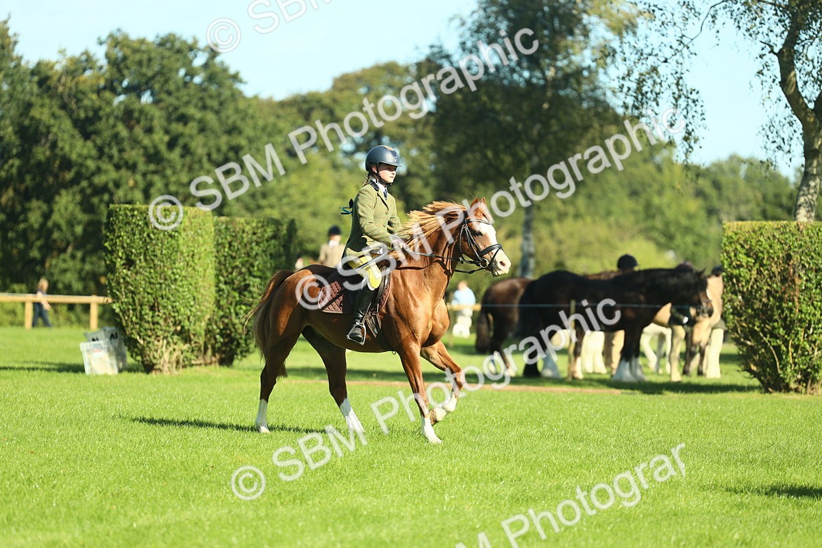 SBM_37436 - S29 - Novice & Newcomers Working Hunter Pony