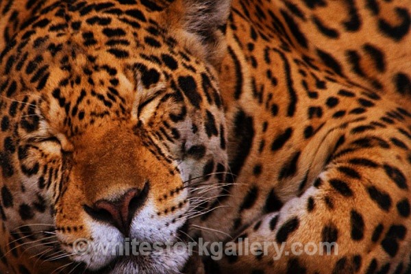 Dreamer - Wildlife and Animals