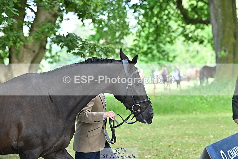 250521A-153125-00568 - B-365-Tom.McEwen-MAESTRO