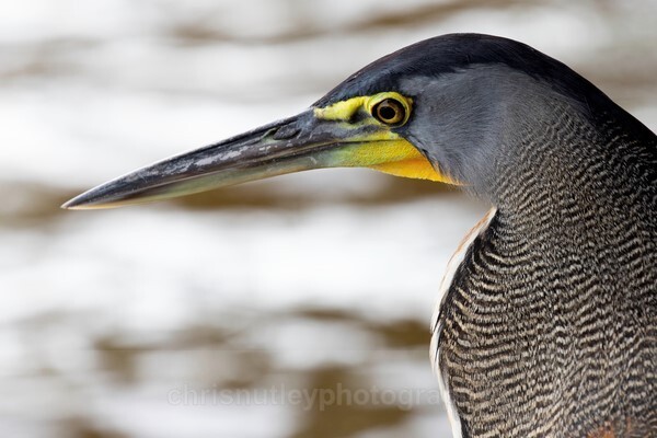  - Birds of Costa Rica and Mauritius