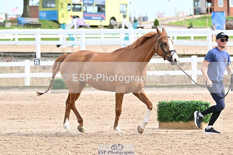 240717A-164340-03503 - Trot Up 4pm to 5pm