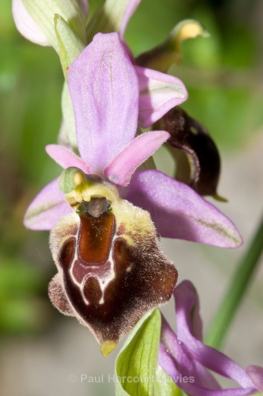 Shield Ophrys (Ophrys biscutella also O. crabronifera ssp biscutella) - Orchids - Ophrys