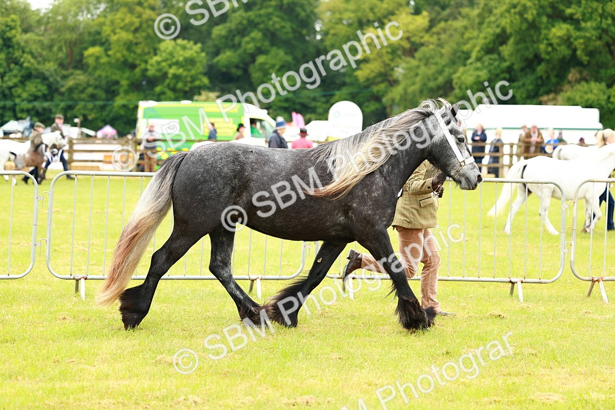 SBM_00367 - Class 58-67 - M&M Non Welsh Pony In hand