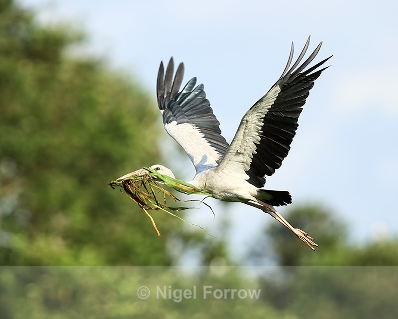 Asian Openbill in flight carrying nest material, Gao Giong, Vietnam - Asian Openbill