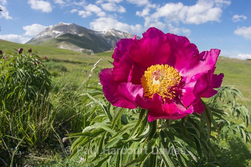  - Plants: wide-angle