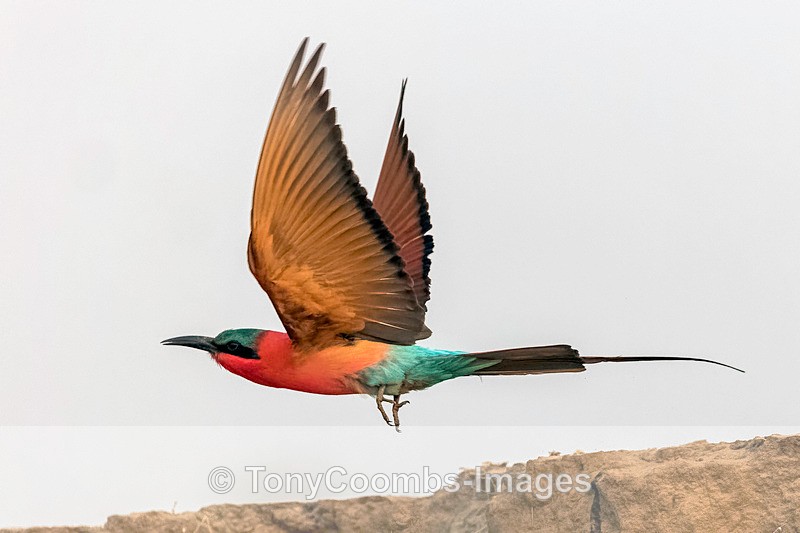 Carmine Bee-eater - Mana Pools ~ The Birds