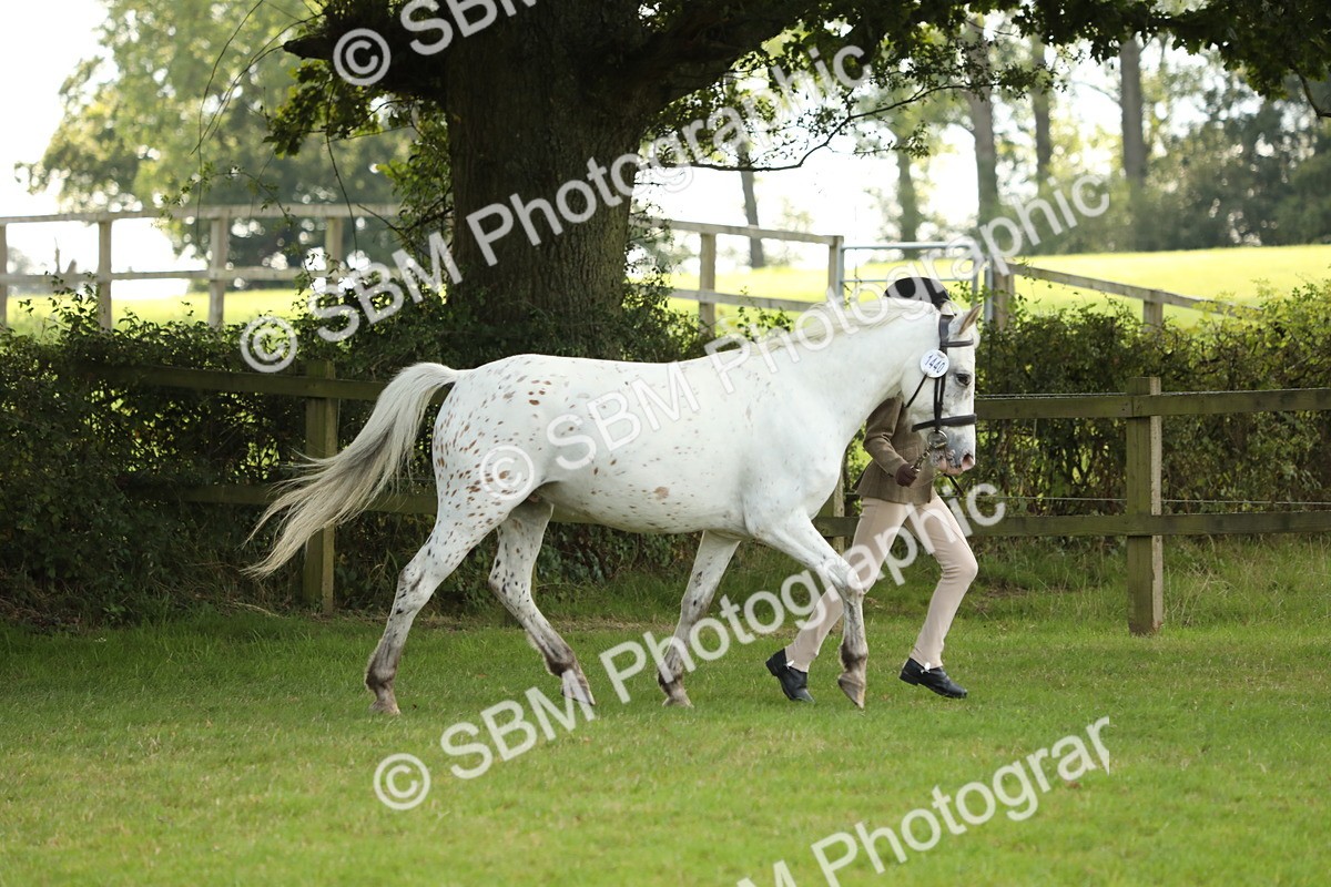 SBM_62748 - S46 - Mountain & Moorland In Hand Small Breeds