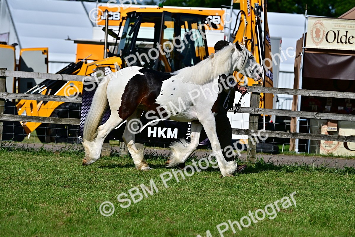 SBM_10004 - Class 63-65 - Traditional Gypsy Cobs In Hand & Ridden