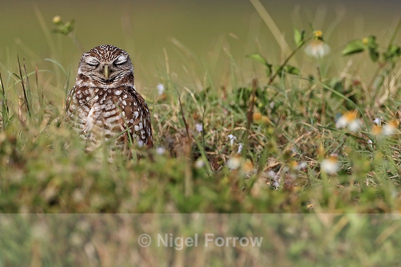 Sleepy Burrowing Owl, Cape Coral, Florida - Burrowing Owl