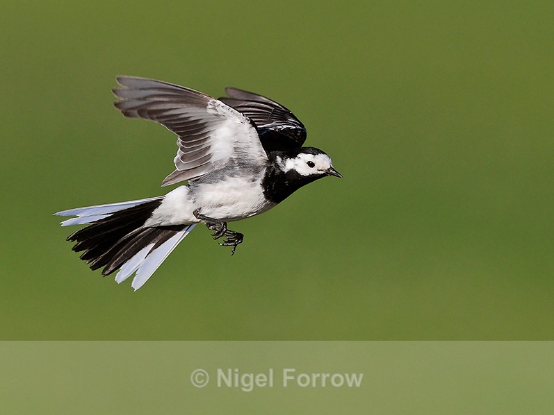 Pied Wagtail hovering near Ardnave Loch on Islay - Pied Wagtail