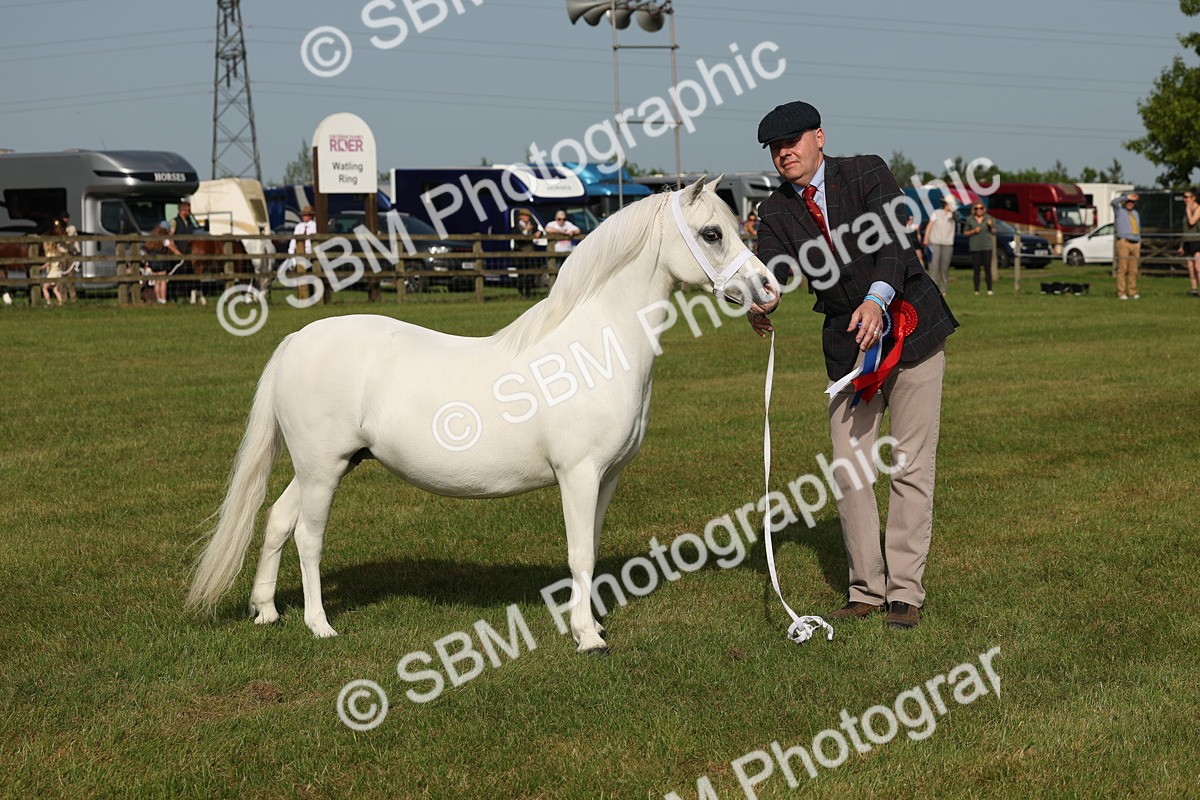 SBM_00662 - Class 6-13 - Mountatin and Moorland In Hand Welsh Breeds