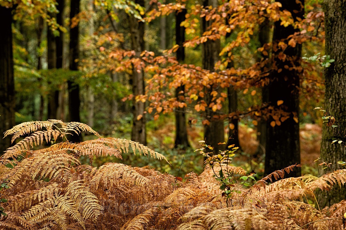  - Autumn