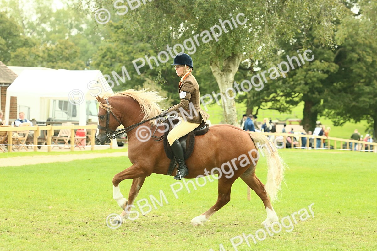 SBM_71965 - S60 - Mountain & Moorland Ridden Large Breeds