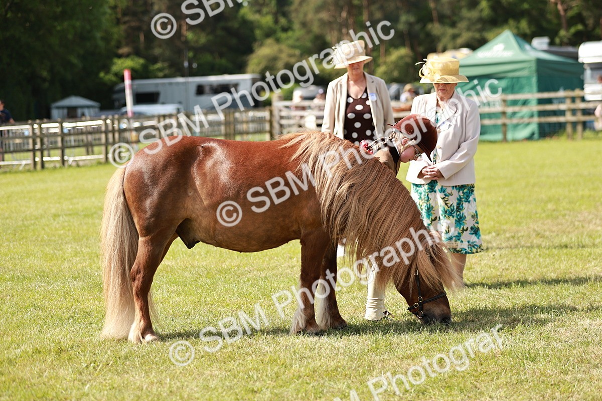 SBM_01822 - Class 14-23 - Mountain & Moorland In Hand Non Welsh