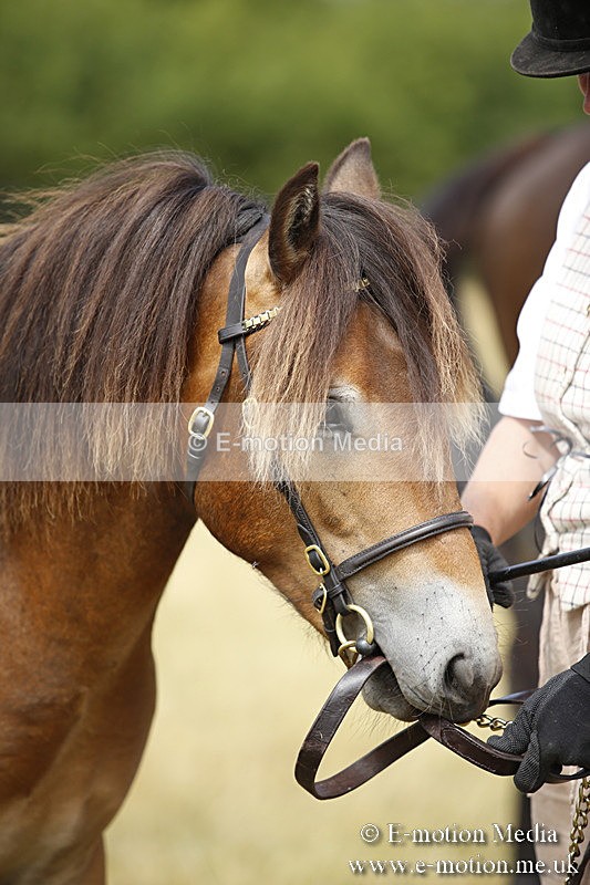 _C7A9631 - BVRC Sow 2018 Ring 2