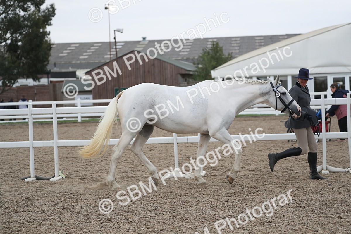 SBM_18347 - Class 318 IH Part bred Horse/Pony