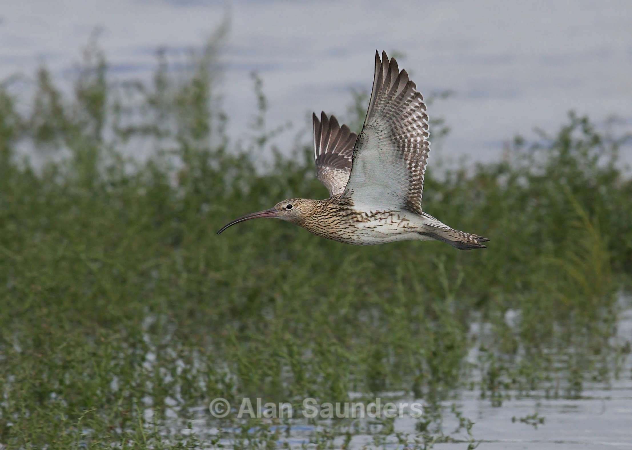Eurasian Curlew 9
