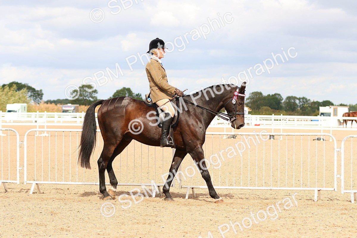 SBM_14079 - Class 213 - Ridden Hack Riding Horse