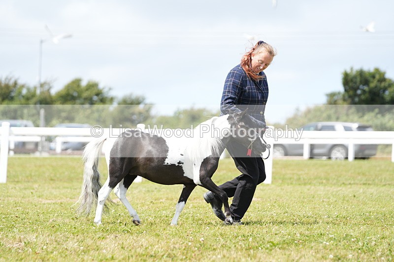 DSC06536 - Class 56: Miniature Horse 1, 2 & 3yr olds