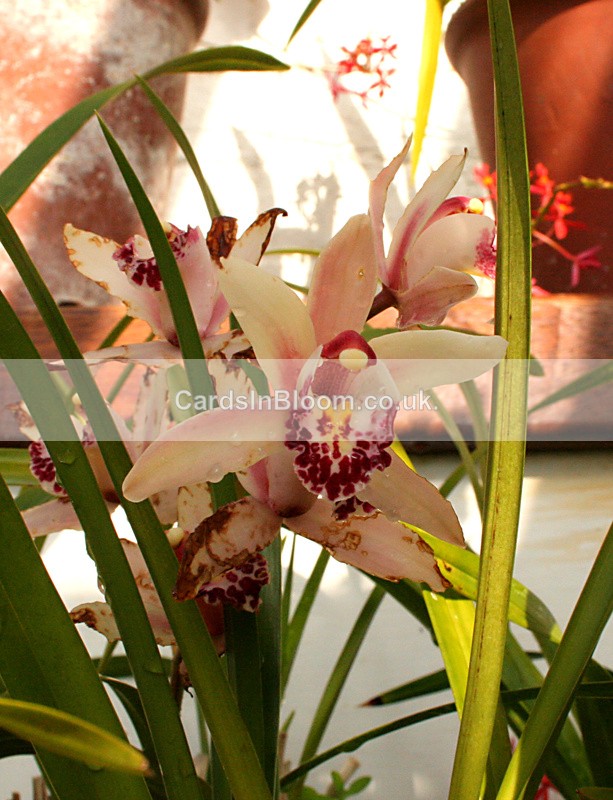 Orchid - GARDEN FLOWERS