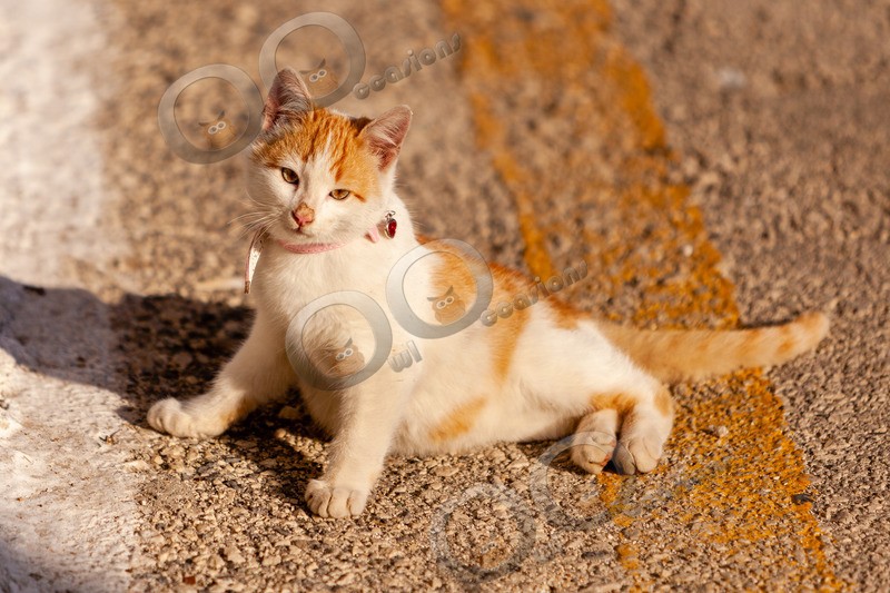 Cat domestic-3202 - Pet Photography