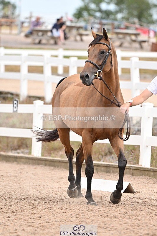 250716-161425-02510 - Trot Up 3.30 to 4.30