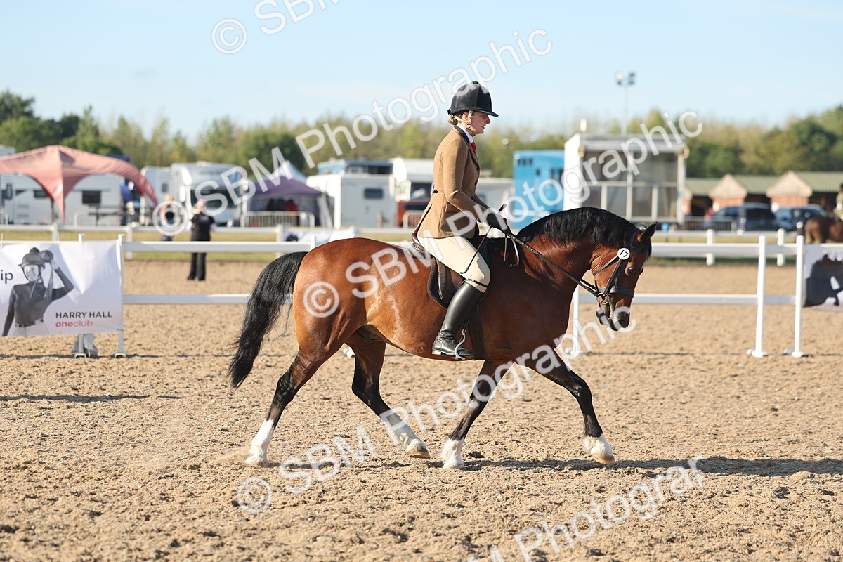 SBM_11006 - Class 302 - Ridden M&M Large Breeds