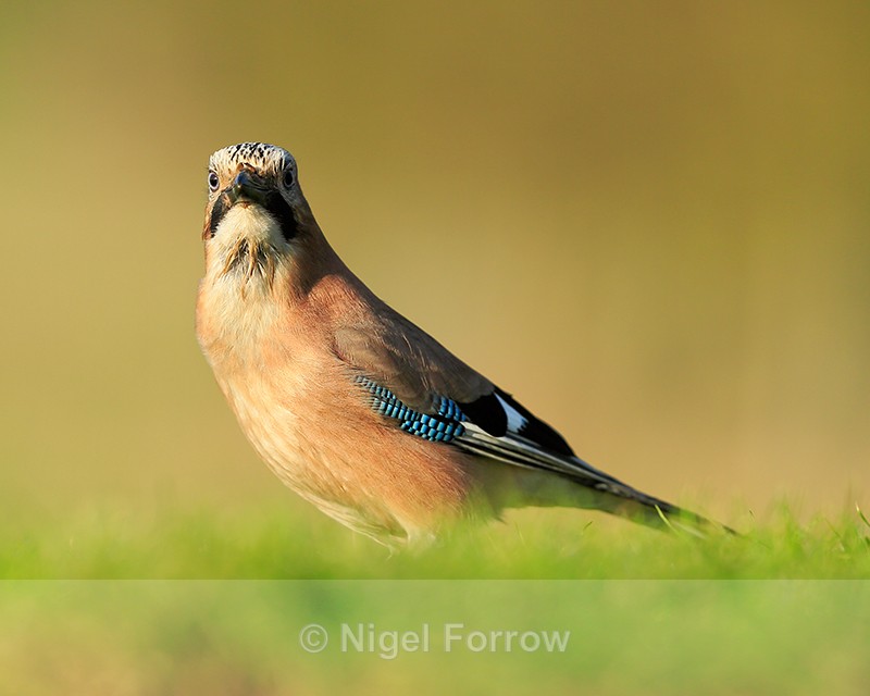 Eurasian Jay standing still, Worcestershire - Jay