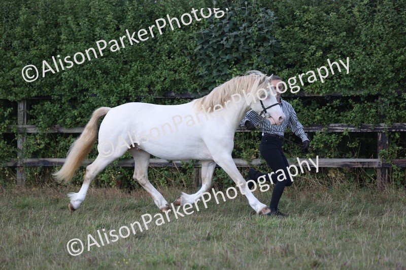 20250831-1675 - Class 22 - Mountain and Moorland Inhand