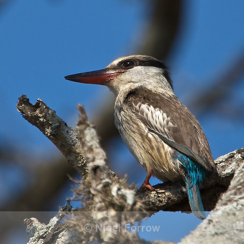 Striped Kingfisher perched in a tree - Striped Kingfisher