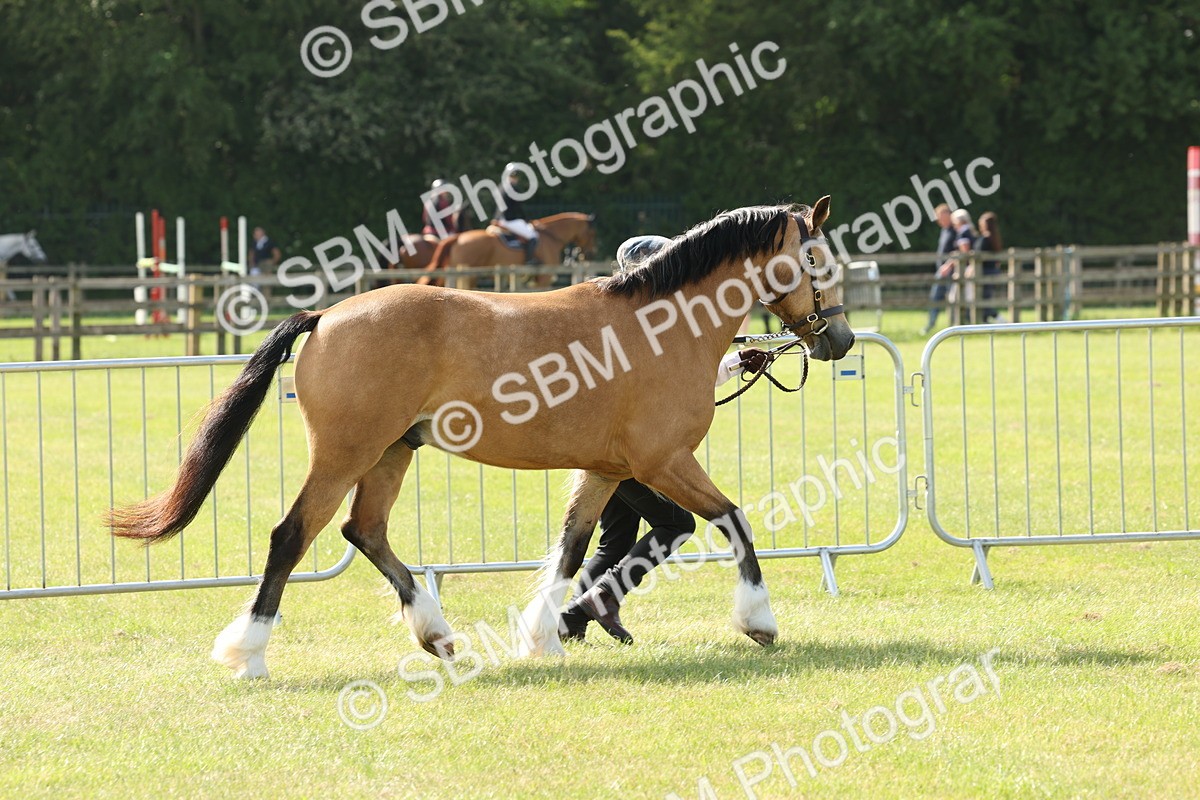 SBM_02085 - Class 6-13 - Mountatin and Moorland In Hand Welsh Breeds