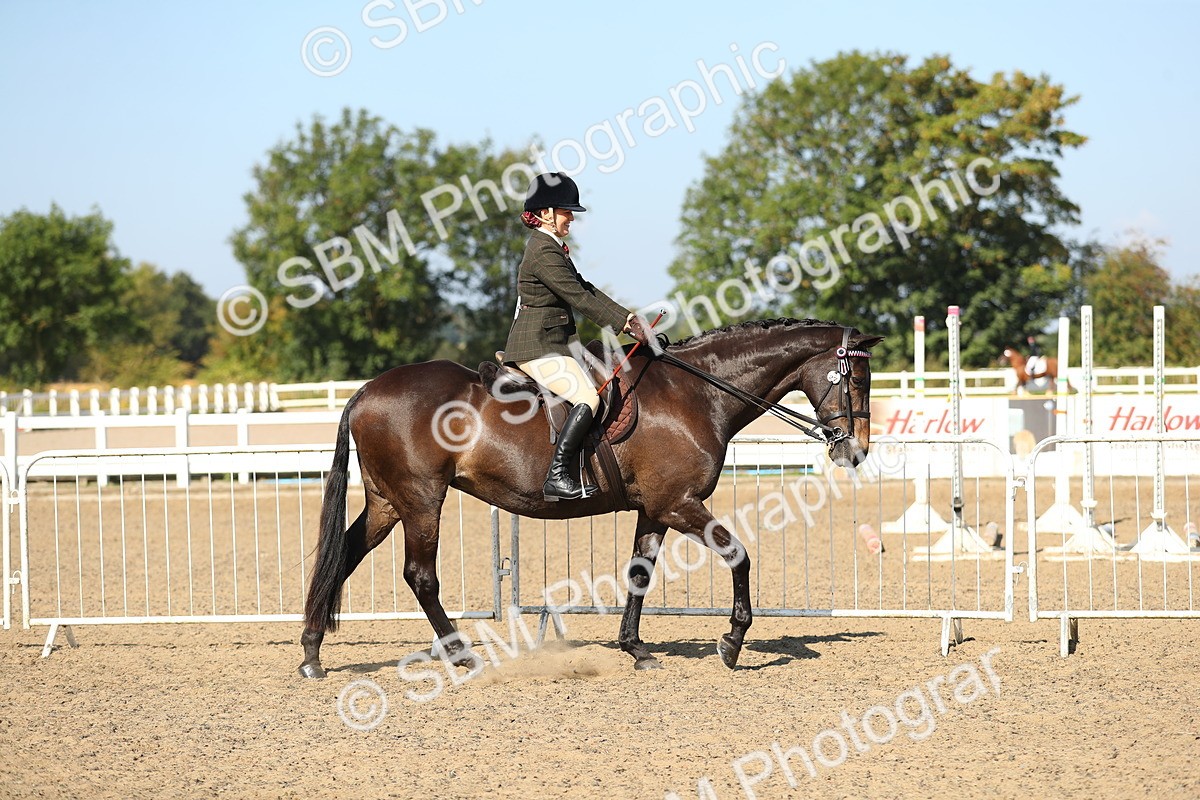 SBM_02184 - Class 43 Ridden Competition Horse/Pony