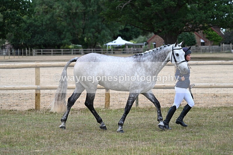 WJ7_8724 - Class 4a Prettiest Mare 14.2hh and over