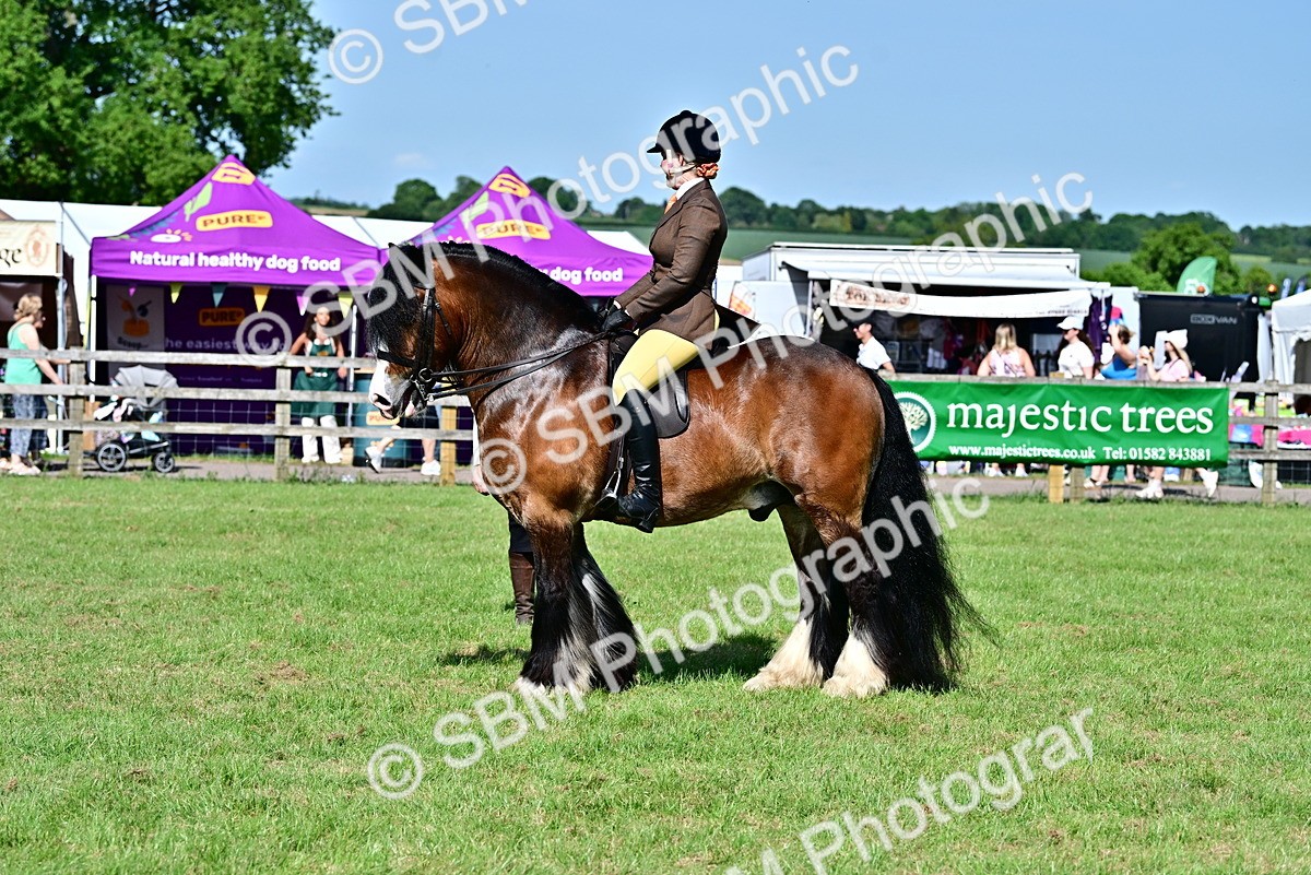 SBM_09353 - Class 63-65 - Traditional Gypsy Cobs In Hand & Ridden