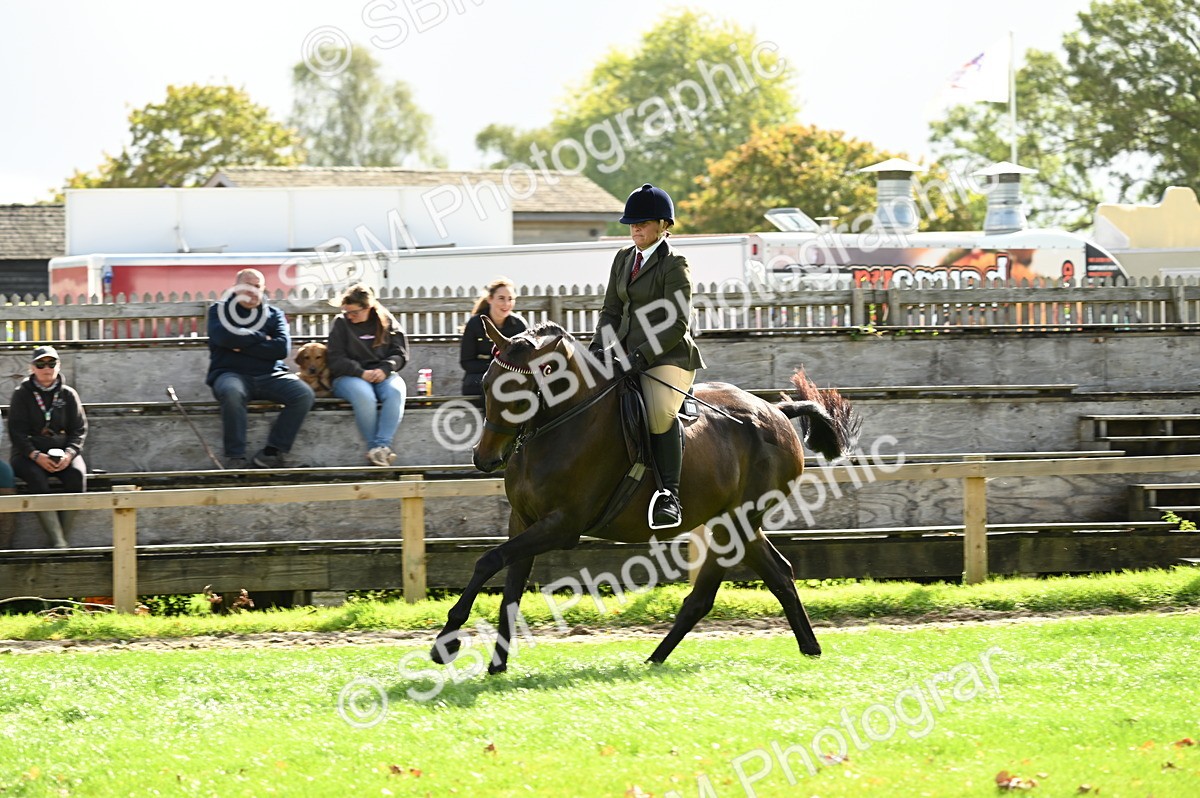 SBM_01763 - S2 - TSR Ridden Horse Showing