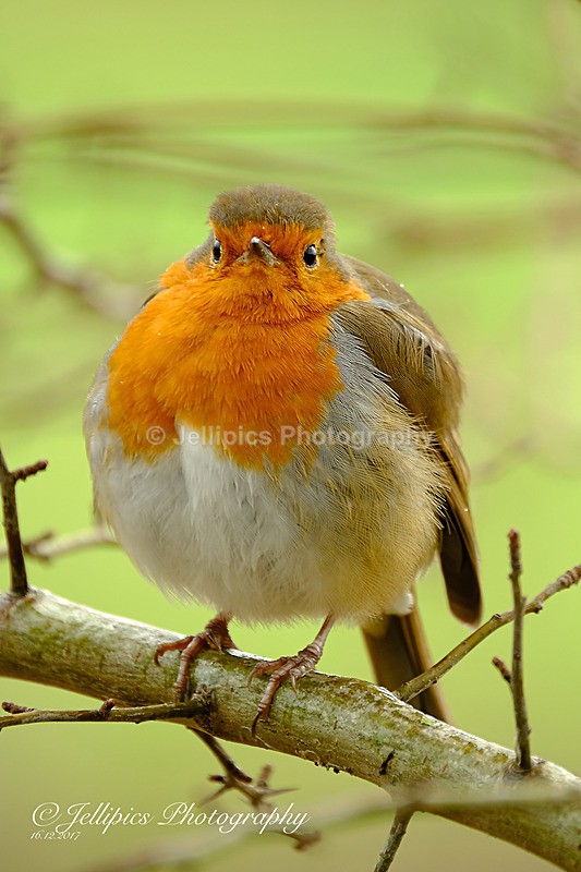  - Wildlife and Nature