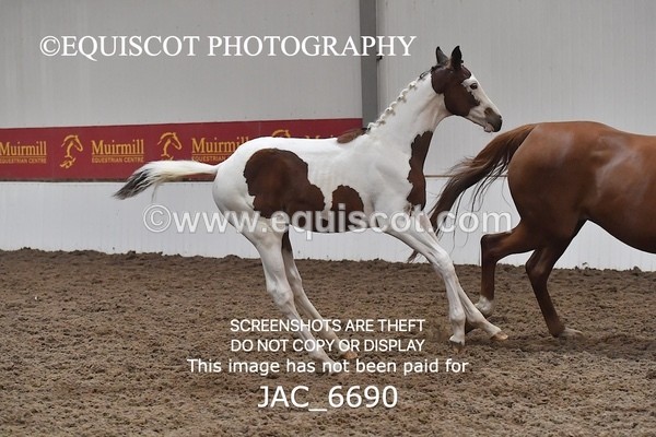 JAC_6690 - 15 Ziggy of Westoak