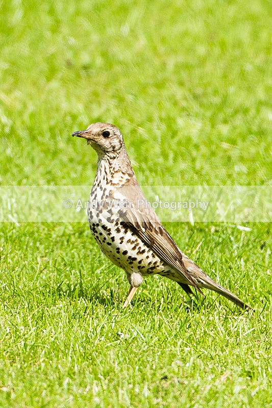 20130624-_MG_4421 - Thrushes