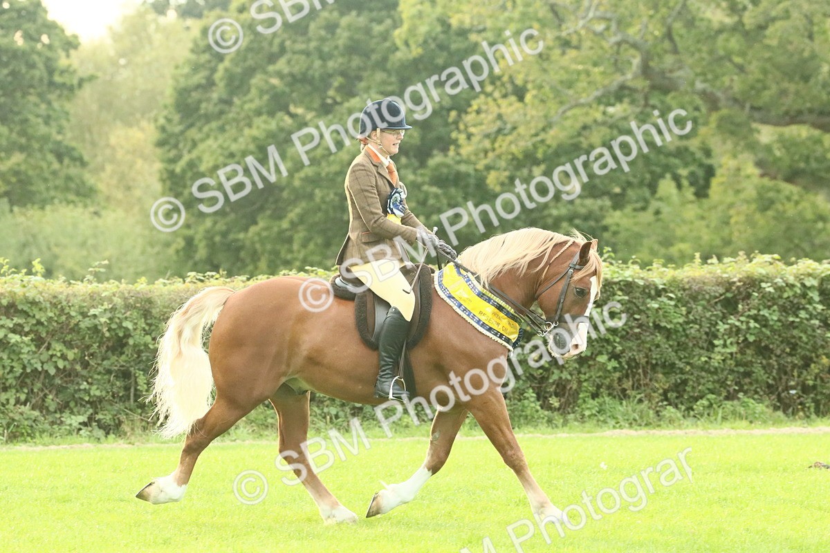 SBM_75338 - Super Supreme Championship