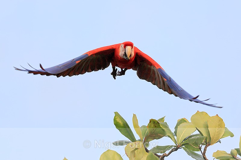 Scarlet Macaw takes off, front view, Costa Rica - Scarlet Macaw