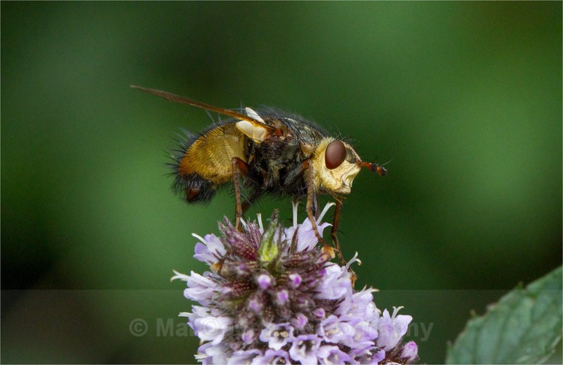 Parasitic Fly (Tachinidae)_ - Flora & Fauna