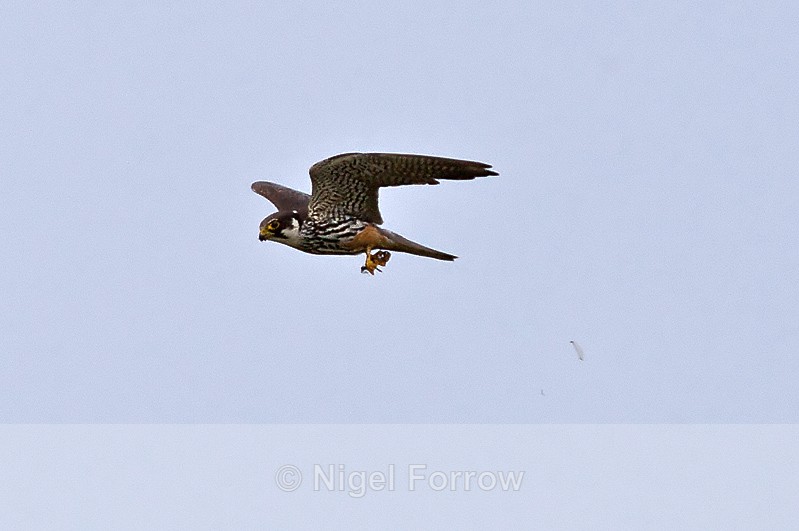 Hobby with Dragonfly at OTmoor RSPB - Hobby