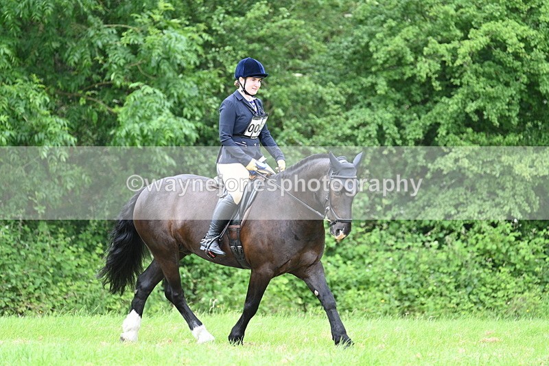 WJ7_4312 - Class 14A Handsome Gelding