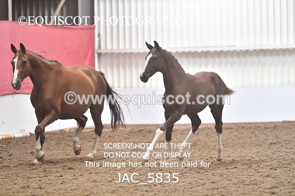 JAC_5835 - 11 Pandora of Westoak